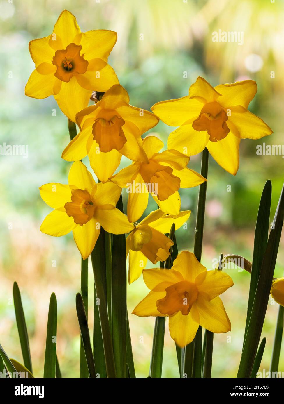 Fragrant yellow trumpets of the early flowering jonquil type daffodil, Narcissus 'Sweetness' Stock Photo