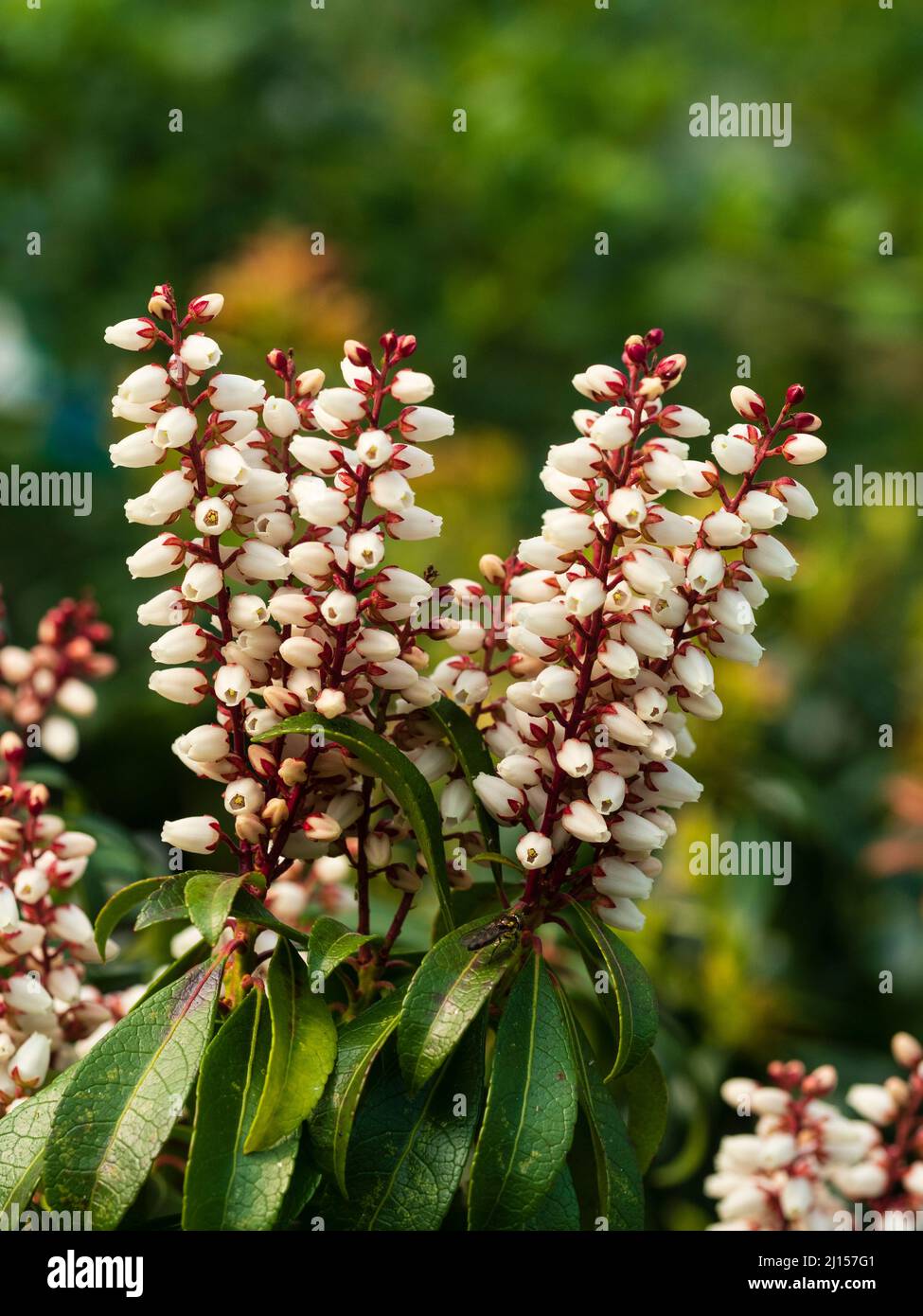 Spikes of white spring flowers of the hardy evergreen shrub, Pieris