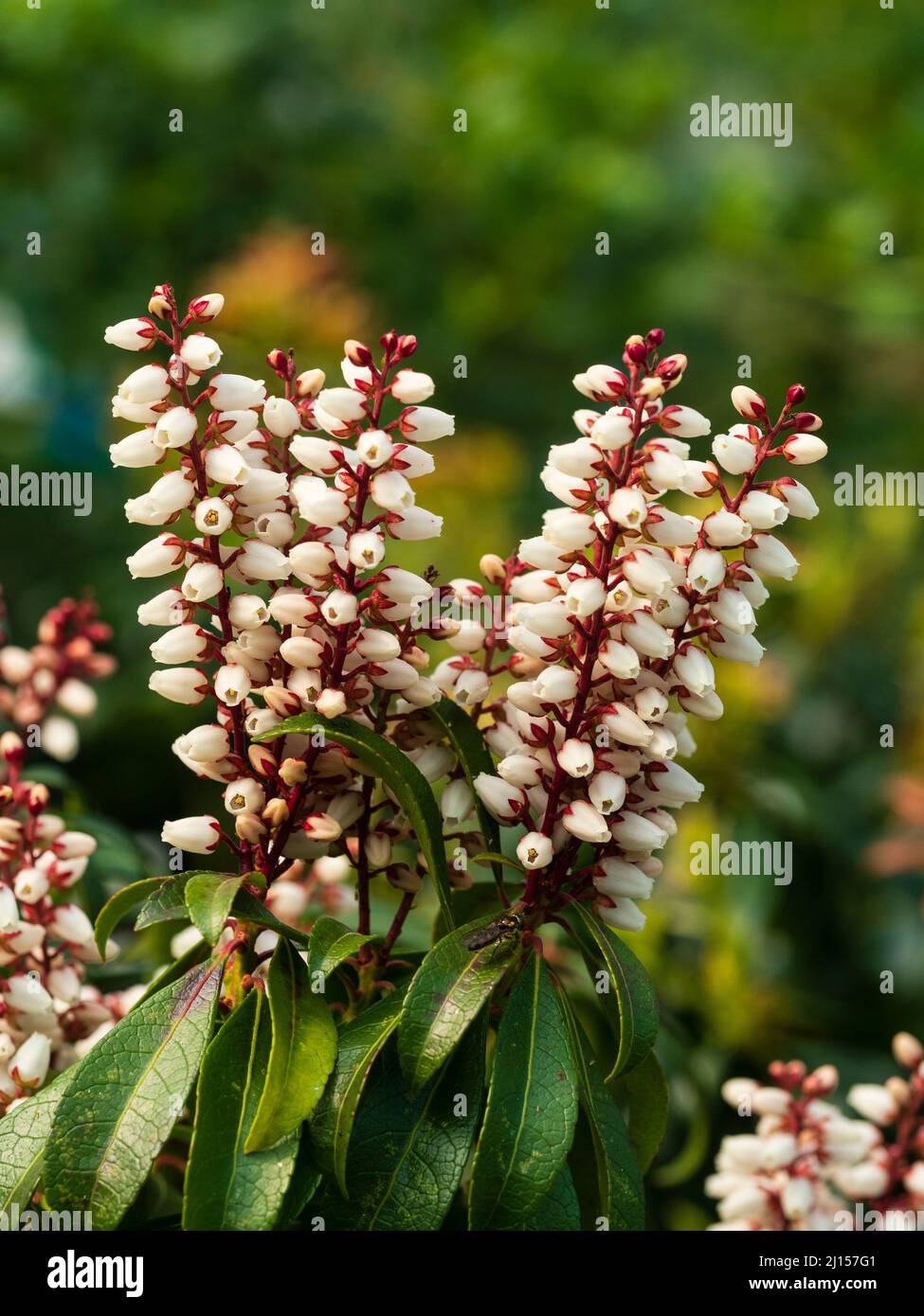 Spikes of white spring flowers of the hardy evergreen shrub, Pieris japonica 'Bonfire' Stock Photo