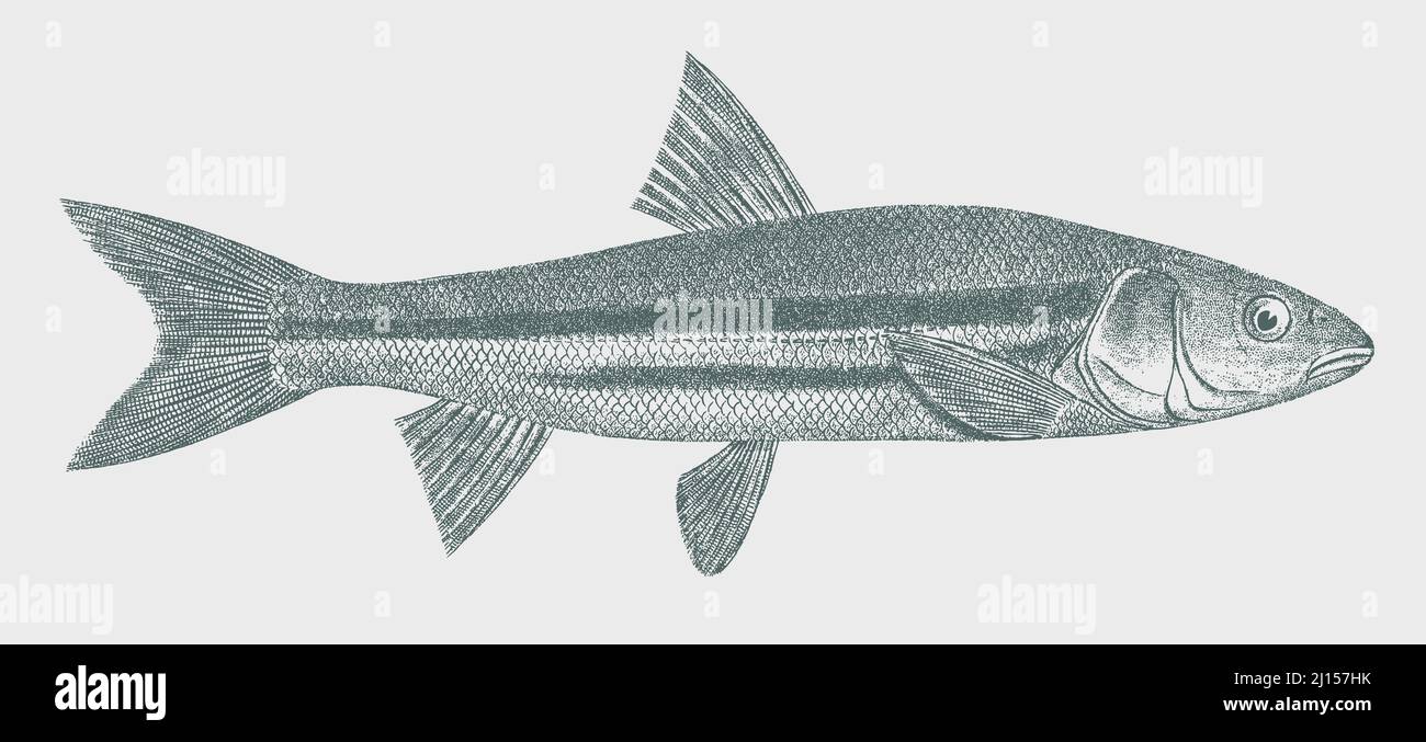 Peamouth mylocheilus caurinus, freshwater fish from North America in side view Stock Vector