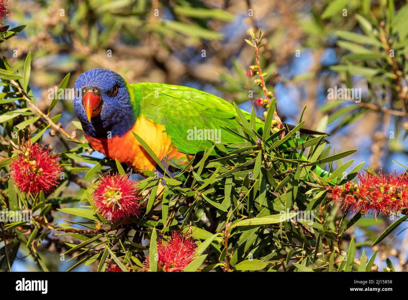 Rainbow Lorikeet feeding at Bottlebrush flowers Stock Photo Alamy
