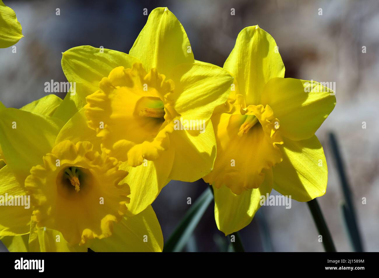 Lent lily, Gelbe Narzisse, Narcisse jaune, Narcissus pseudonarcissus, sárga nárcisz, Hungary, Magyarország, Europe Stock Photo