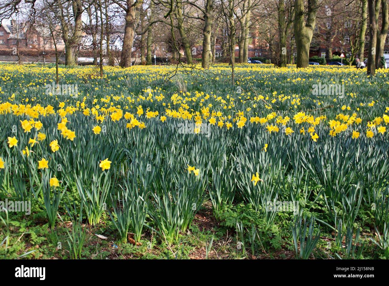 Daffodil field in Sefton park Stock Photo