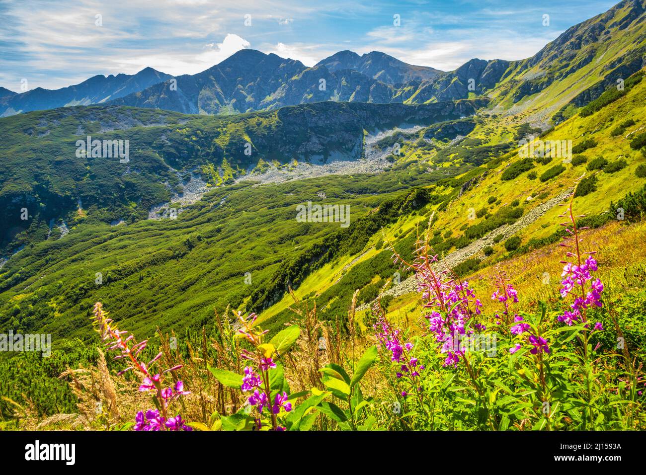 Liesek Rohace Mountain landscape with fireweed flowers in Rohace area of the Tatra ...