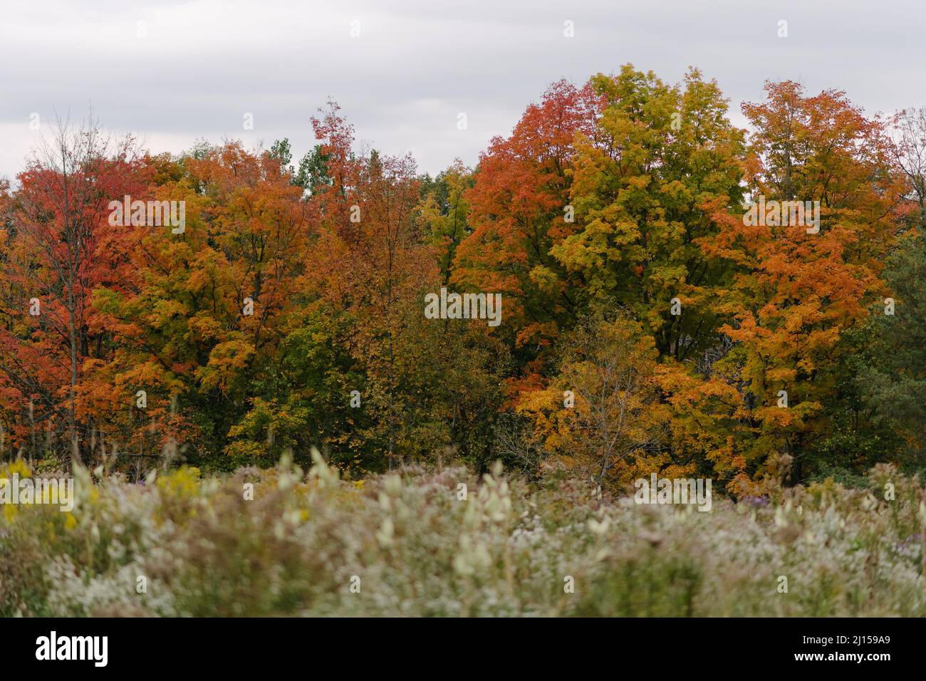 Fall colours pictured in a Bolton, Ontario, Canada field in October of 2020. Stock Photo