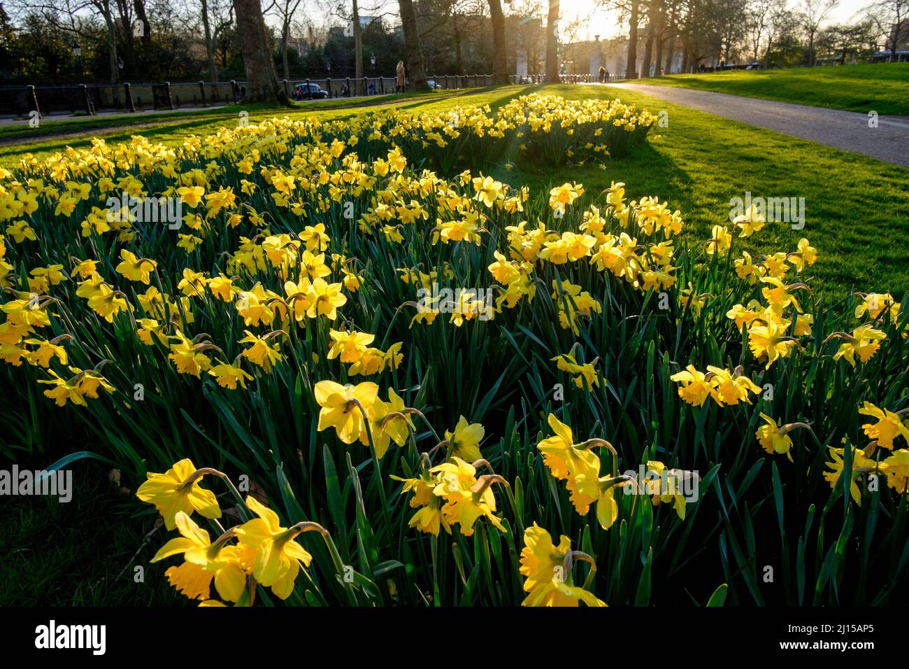 Daffodils in bloom in The Green Park, London, UK Stock Photo