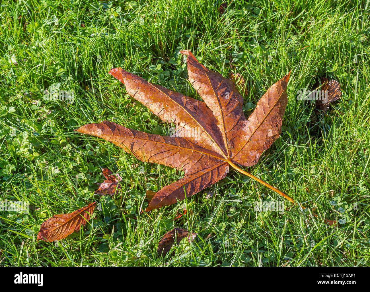 Orange September autumn leaves on ground in beautiful fall park. Fallen golden autumn leaves on green grass in yard. October landscape background, nob Stock Photo