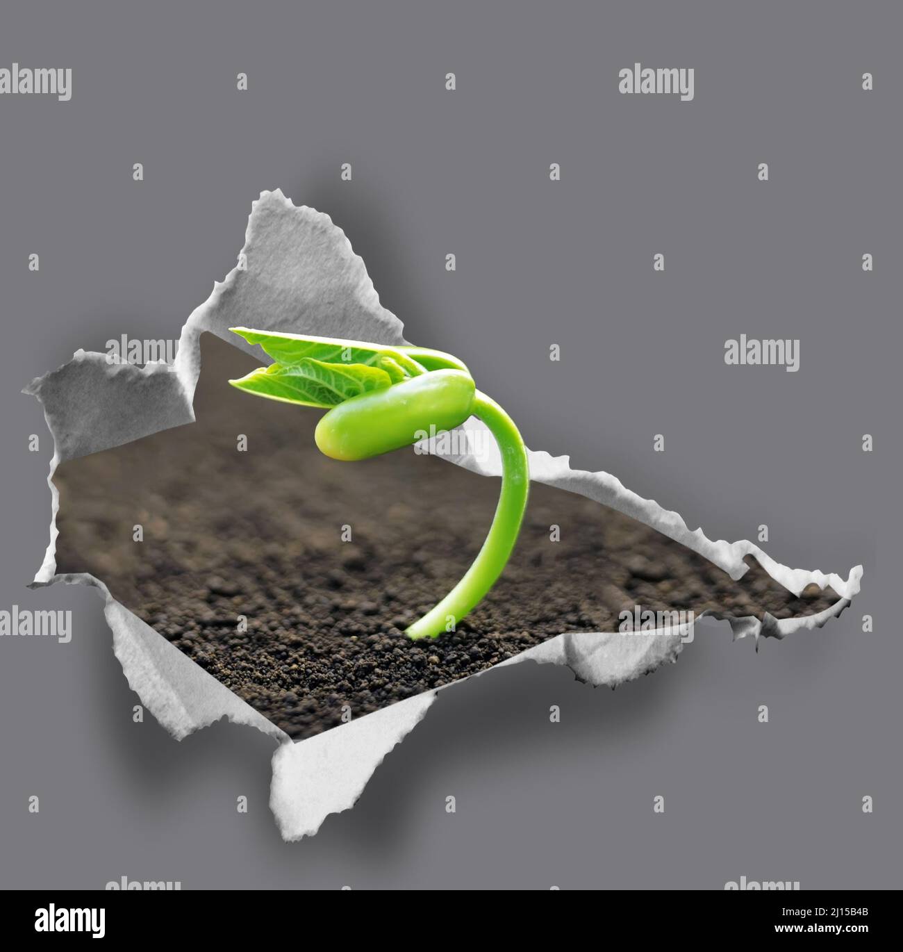 green sprout on a gray wall, symbolizes struggle and restart Stock Photo