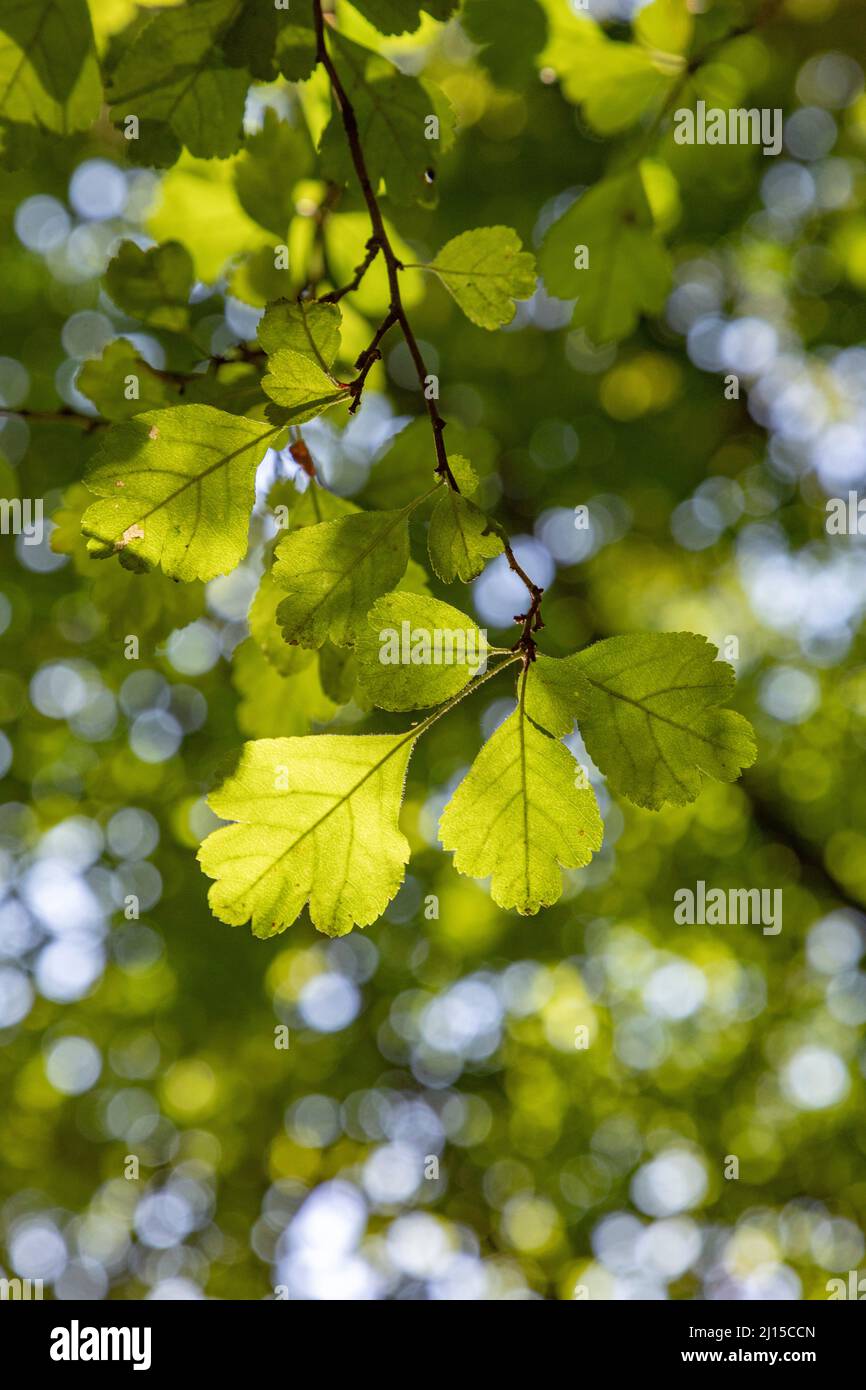 Detail oak leaf hi-res stock photography and images - Alamy