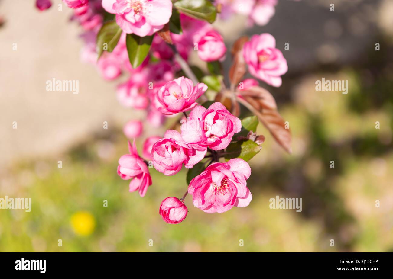 pink cherry tree flower on blooming spring. tree branch Stock Photo - Alamy