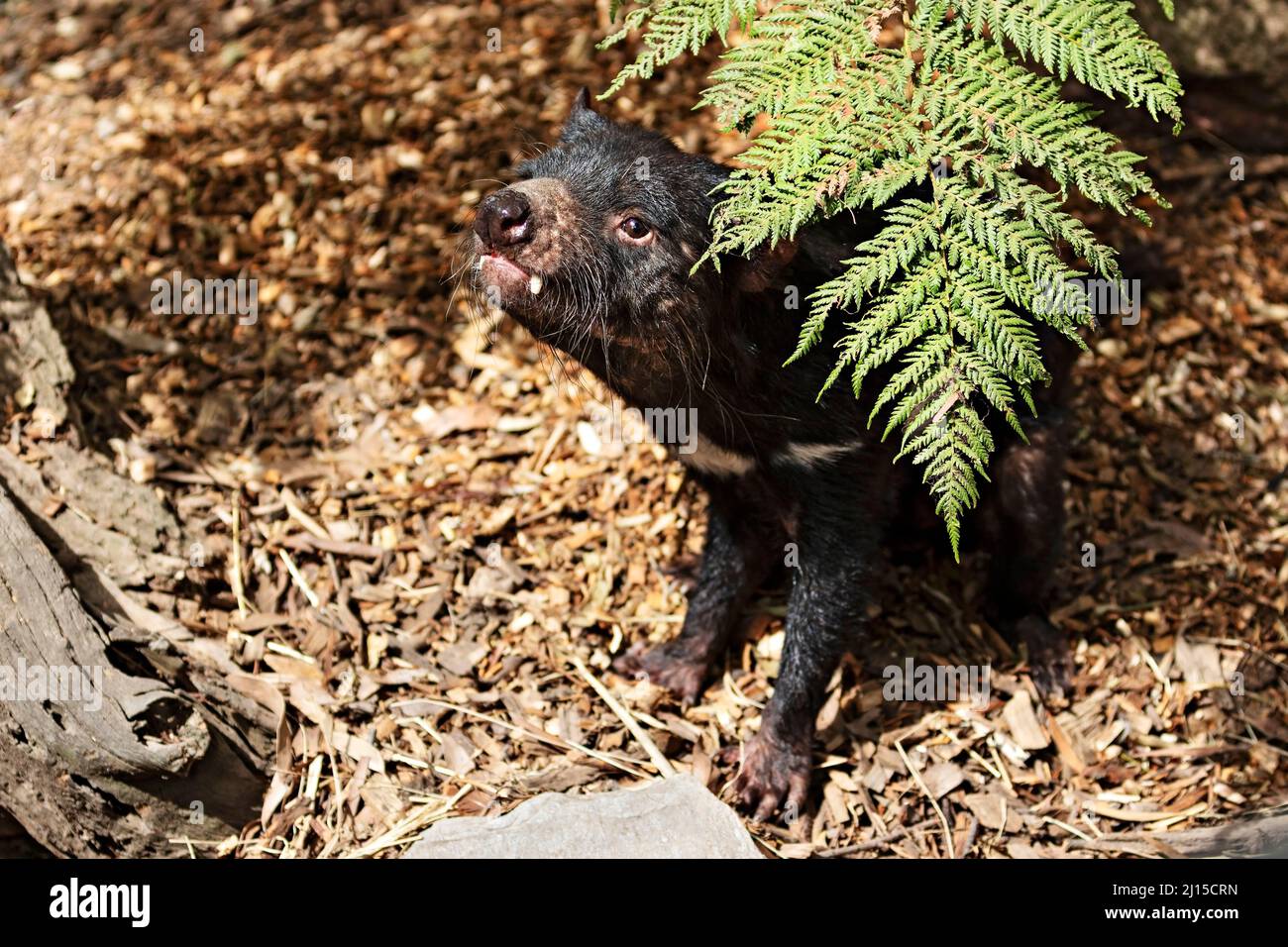 Mammals / A  Tasmanian Devil at the Ballarat Wildlife Park  in Ballarat Australia. Stock Photo