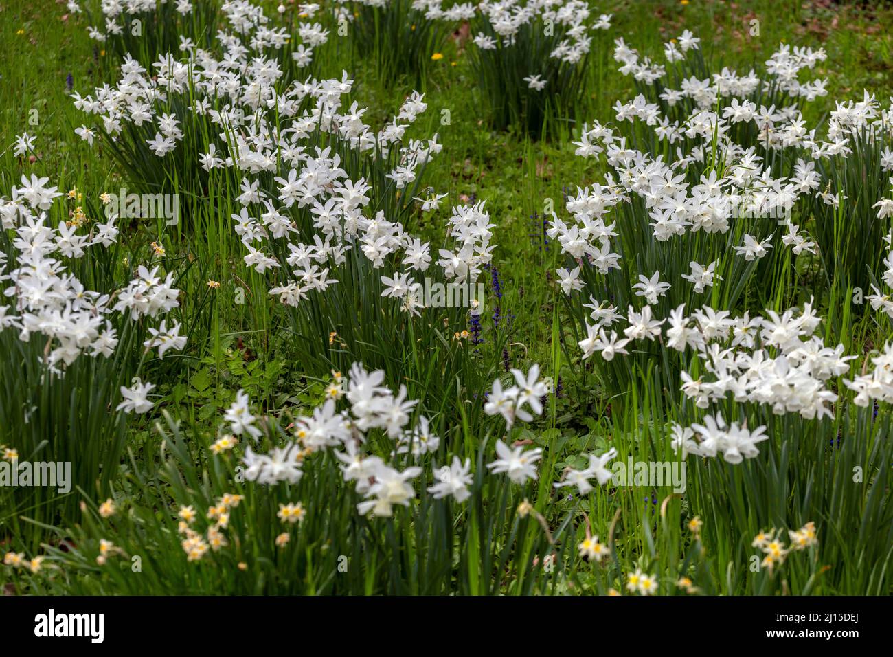 Hyacinth flowers in a spring garden Stock Photo - Alamy
