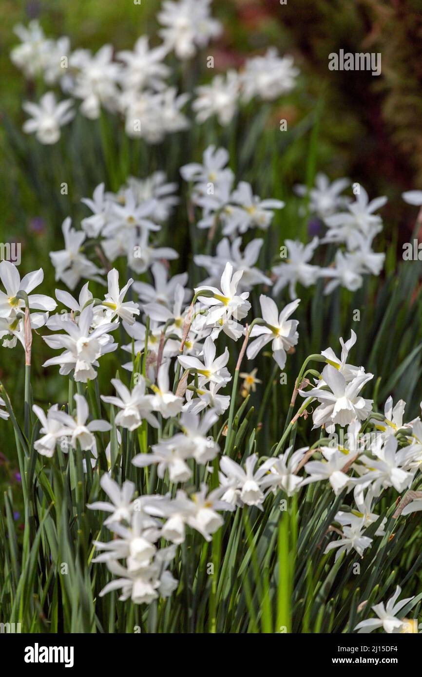 Hyacinth flowers in a spring garden Stock Photo - Alamy