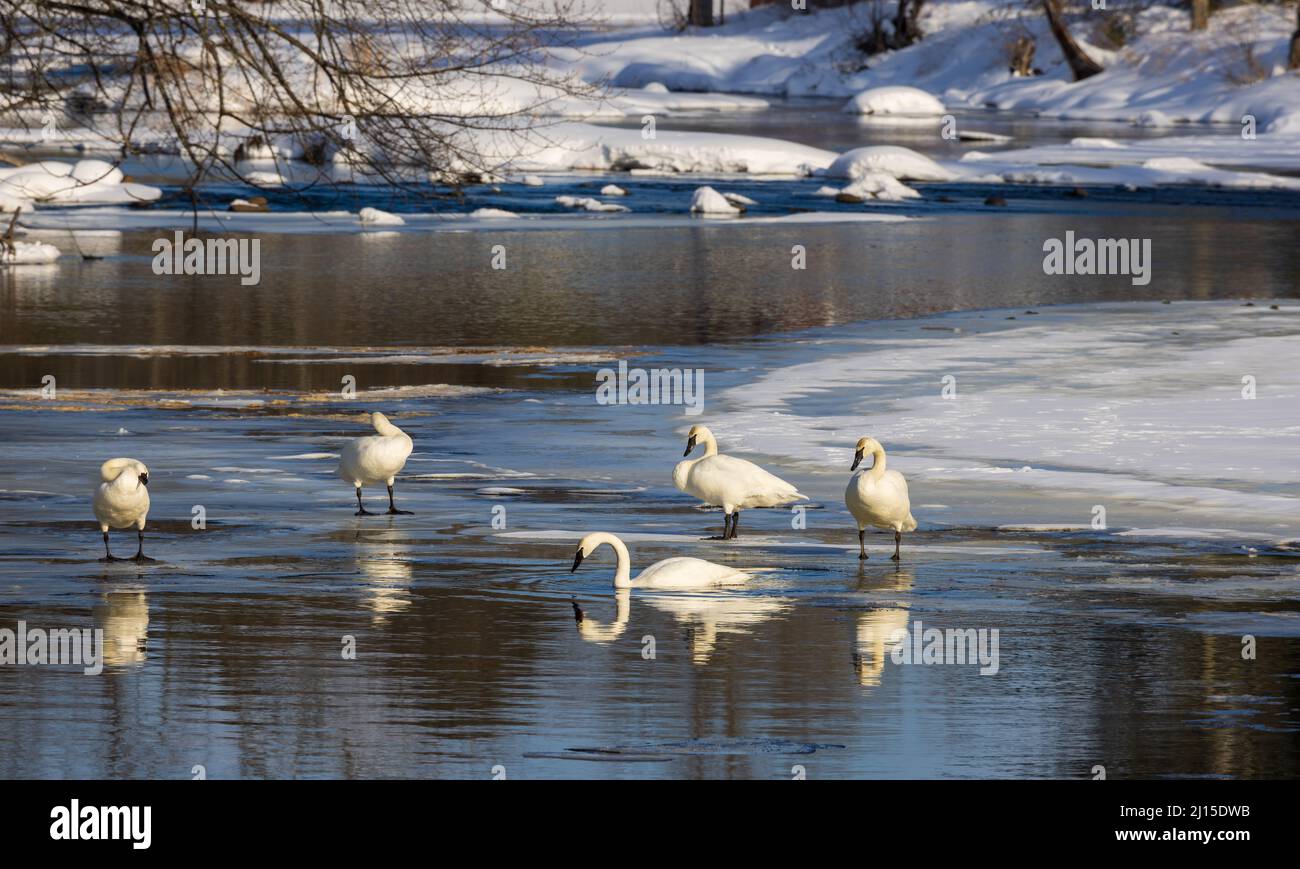 Trumpeter swans in northern Wisconsin Stock Photo Alamy