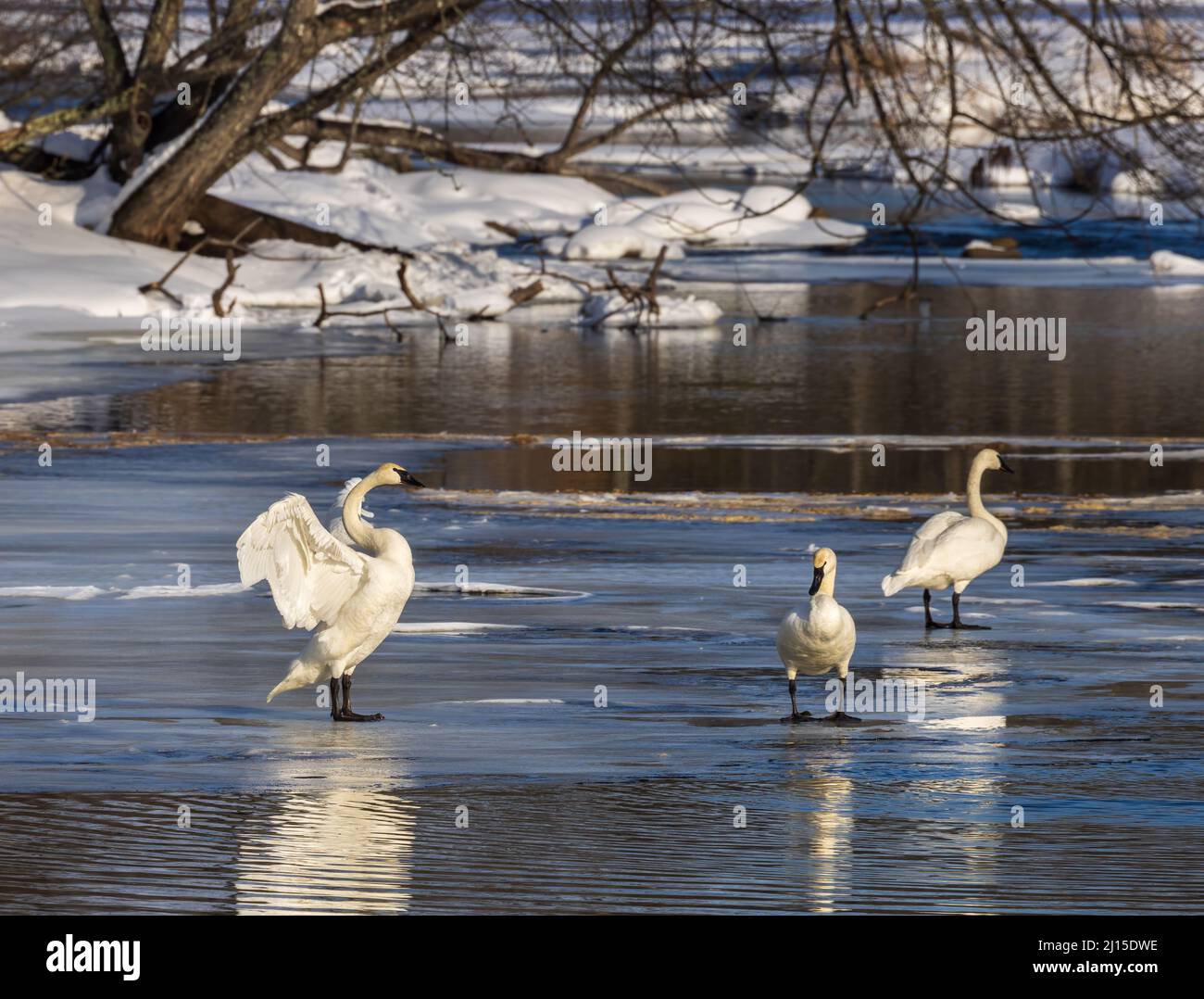 Trumpeter swans in northern Wisconsin. Stock Photo