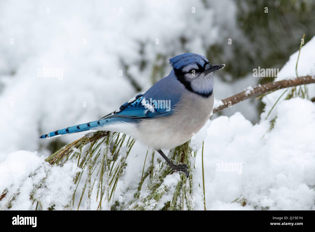 A blue Jay perched on fresh snow flocked pine tree branches during winter in Ontario Canada Stock Photo