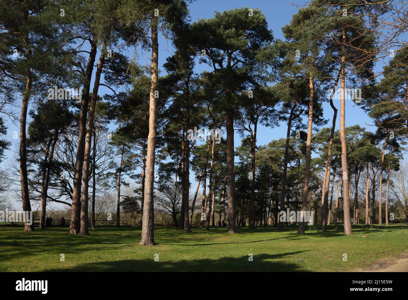 Stone Pine Trees At Wisley RHS Garden Surrey England Stock Photo