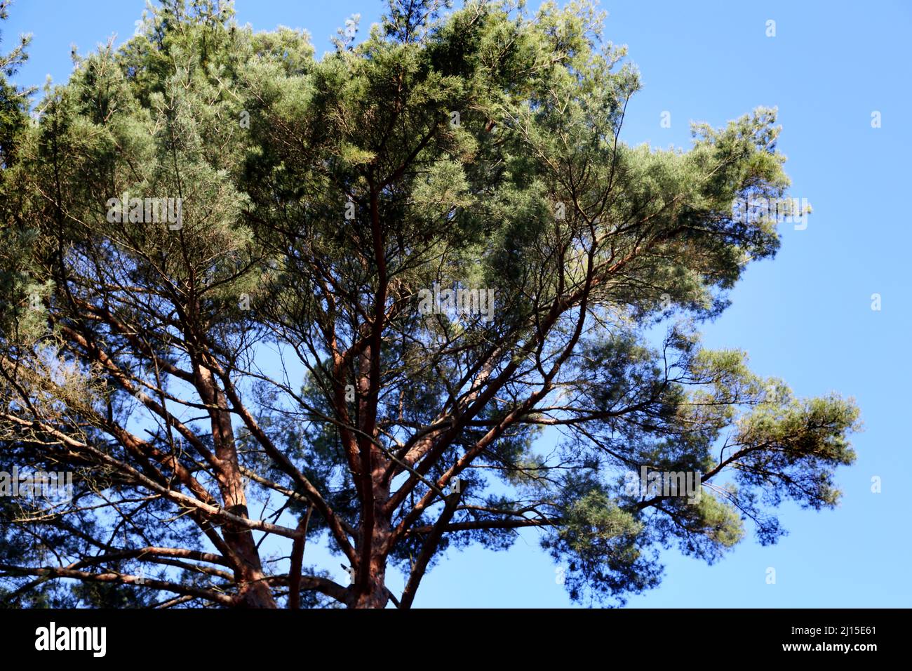 Stone Pine Tree At Wisley RHS Garden Surrey England Stock Photo