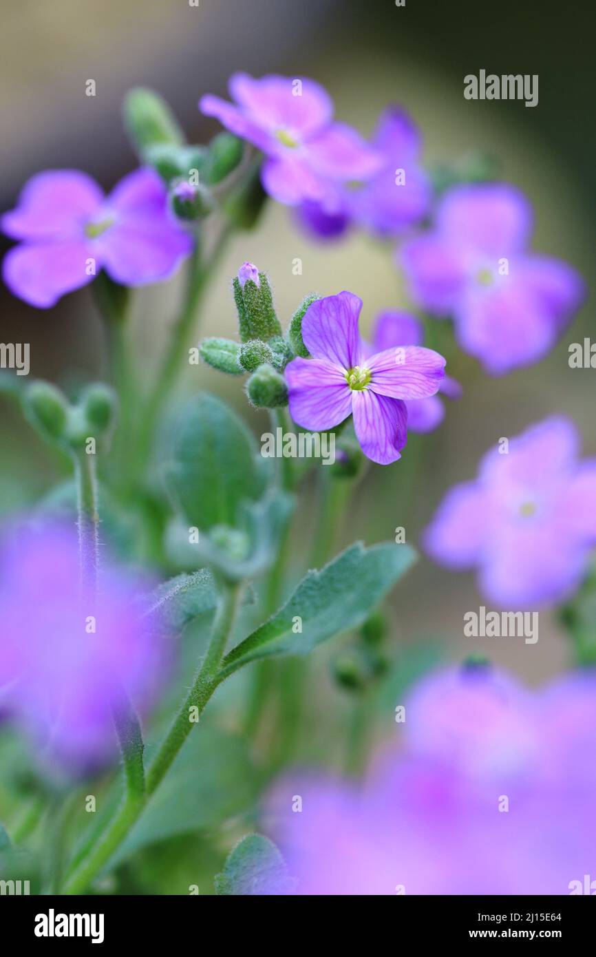 Delicate blue purple Aubrieta aka aubretia flowers with stems and buds selective focus with shallow depth of field and copy space Stock Photo