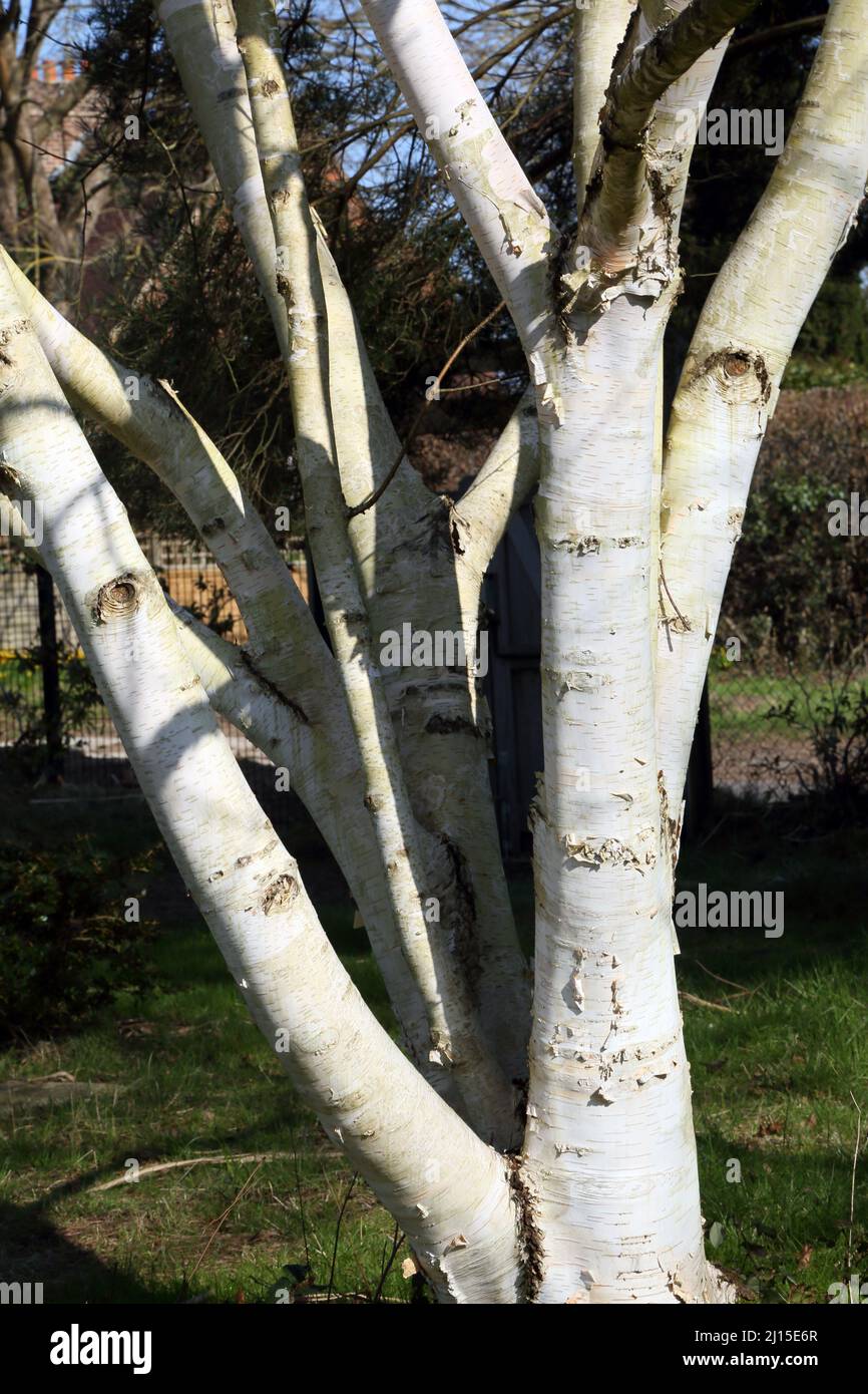 Himalayan Birch Tree at Wisley Gardens Surrey England Stock Photo