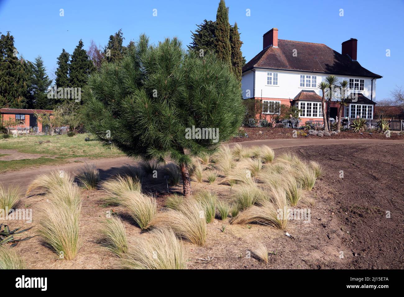 Mexican Feathergrass Around Tree by Stone Pine Cafe at Wisley RHS Garden Surrey England Stock Photo