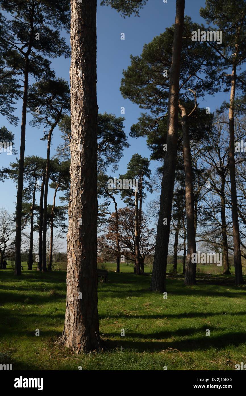 Stone Pine Trees At Wisley RHS Garden Surrey England Stock Photo