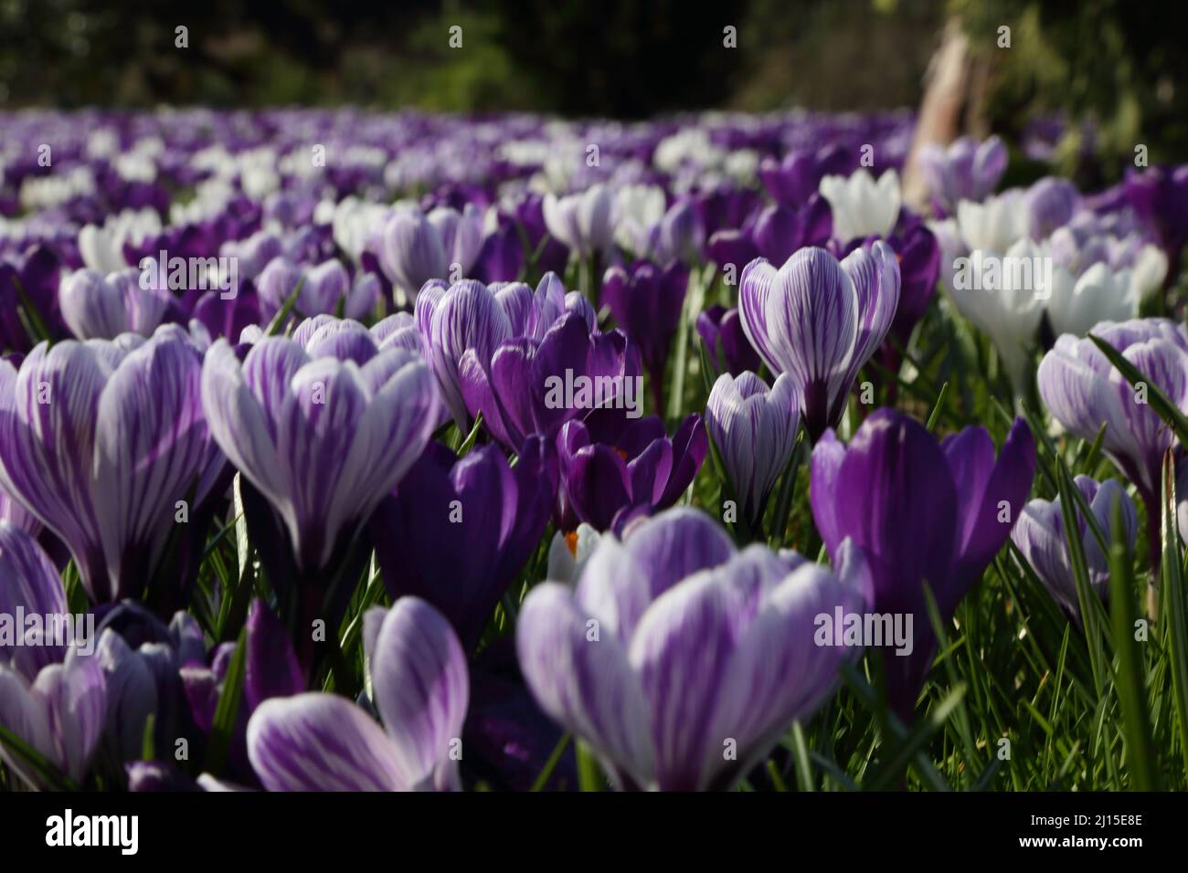 Crocus field hi-res stock photography and images - Alamy