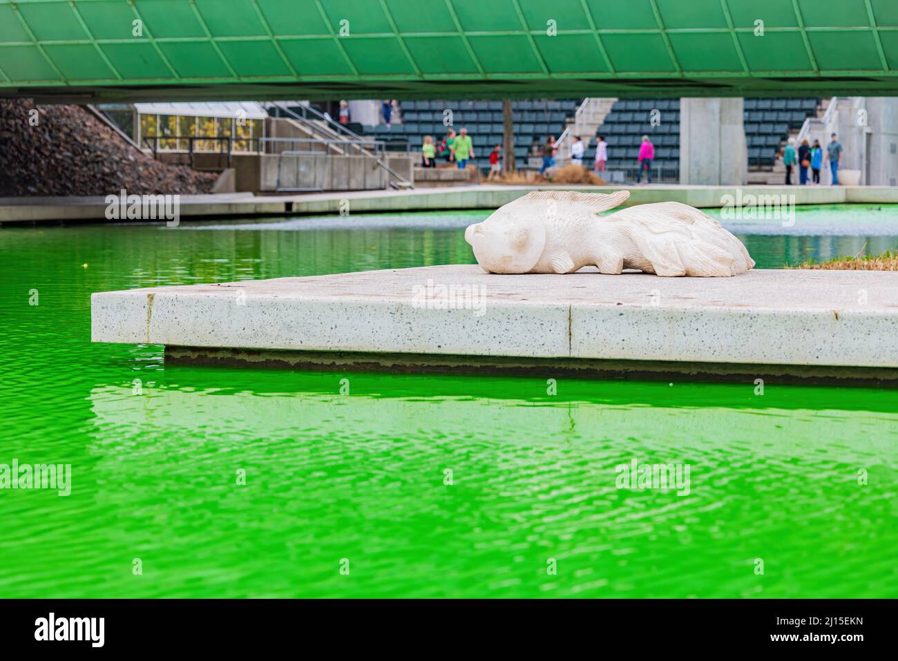 Water turning green for St Patrick's Day in Myriad Botanical Gardens at