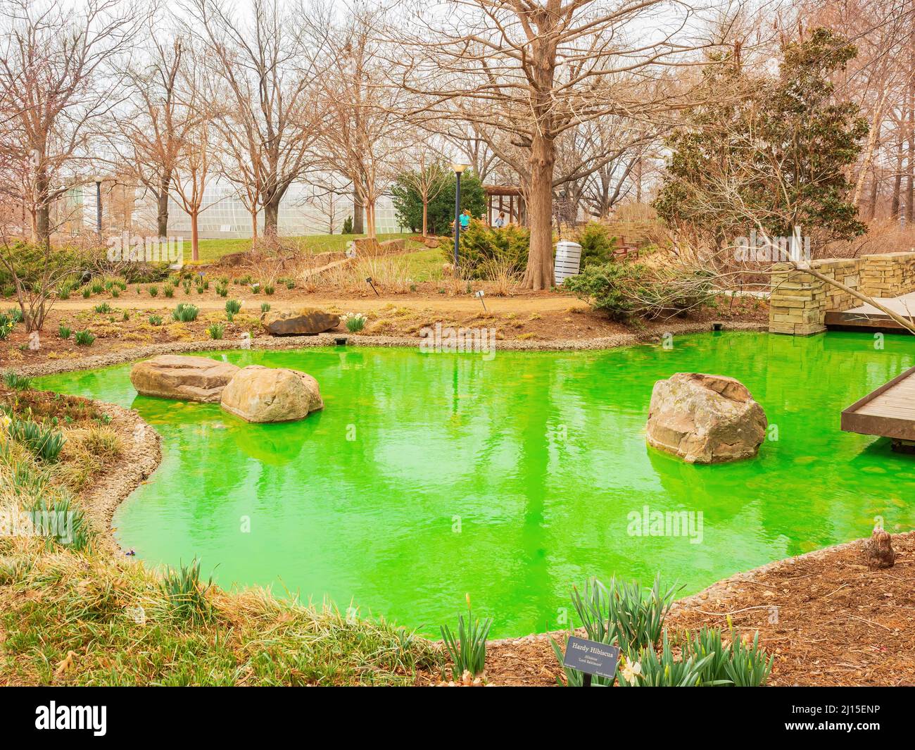 Water turning green for St Patrick's Day in Myriad Botanical Gardens at
