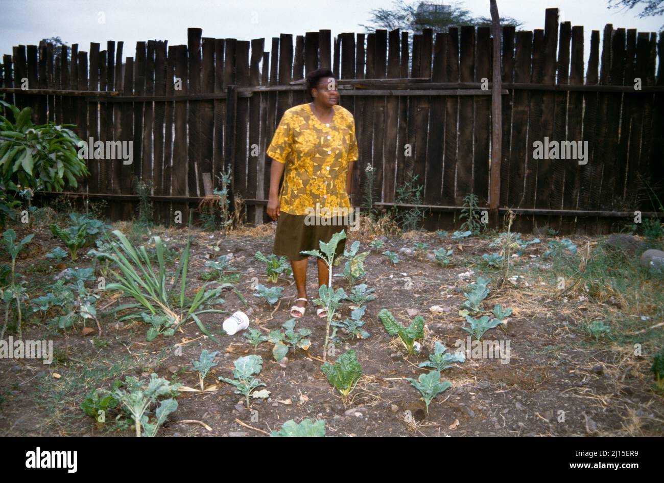 Nairobi Kenya Woman Amongst Vegetables In Garden Stock Photo