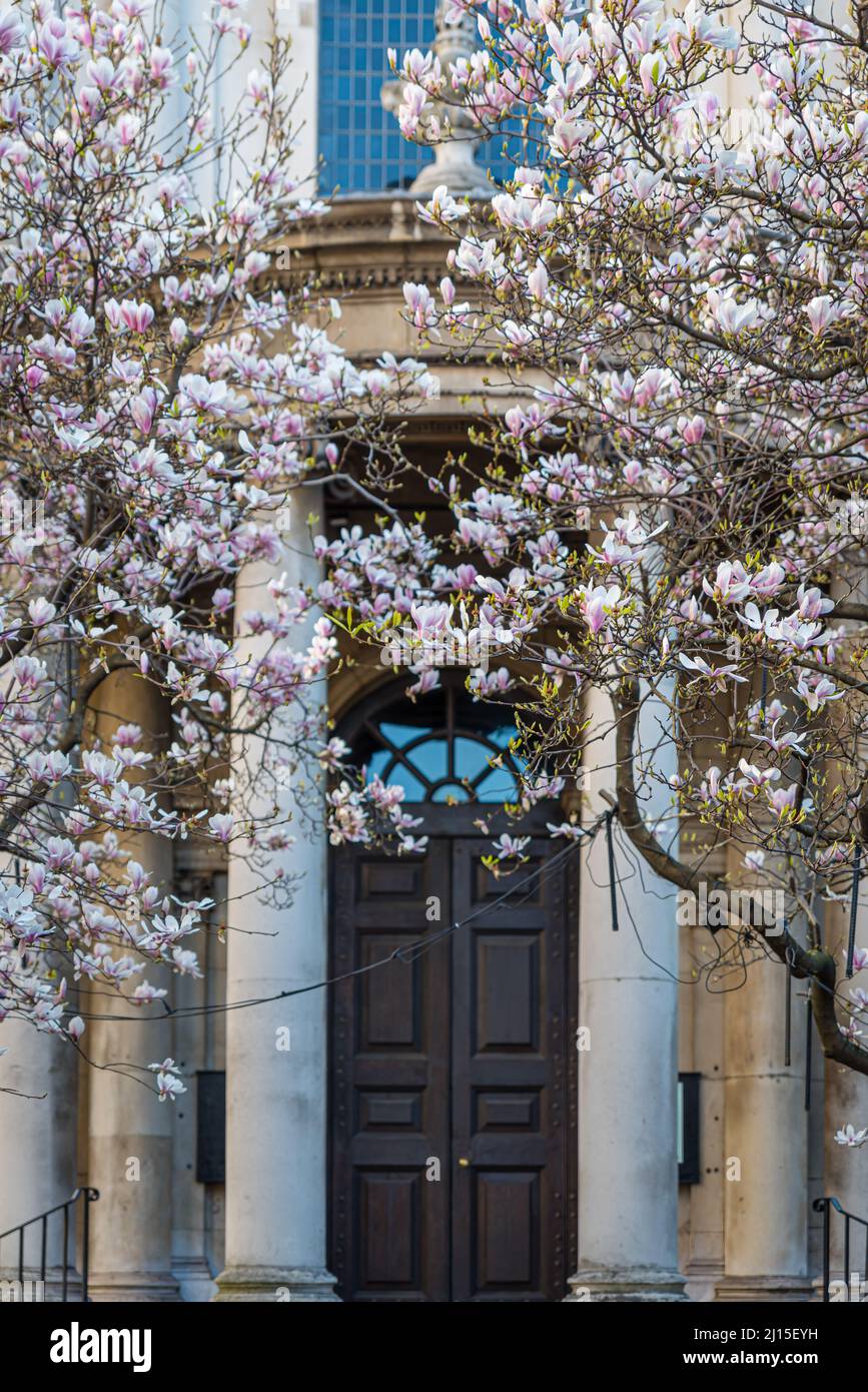 Blossoms outside St Mary Le Strand Church in London, UK Stock Photo