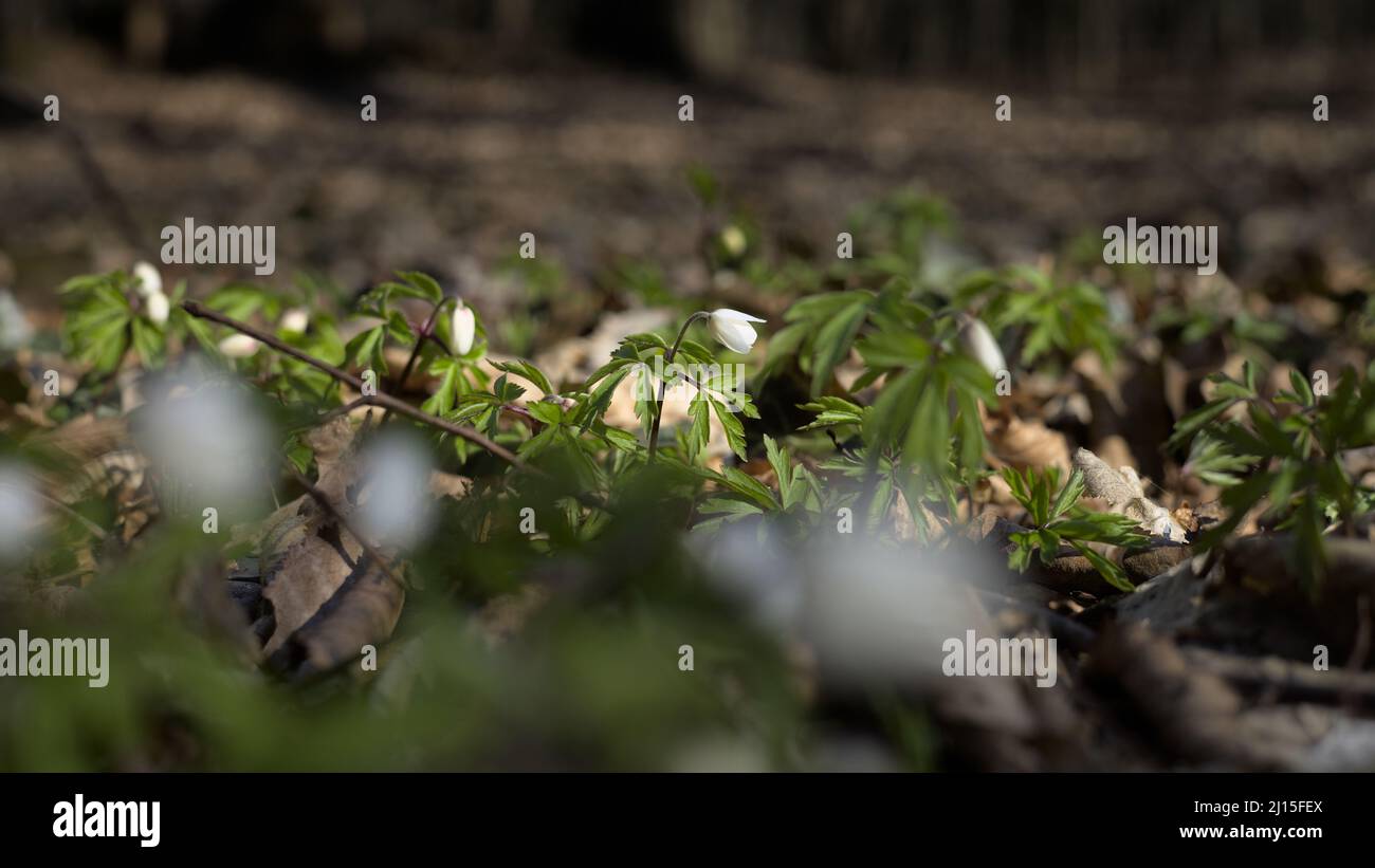 Wood anemone (Anemonoides nemorosa) flowers in the woods, early spring