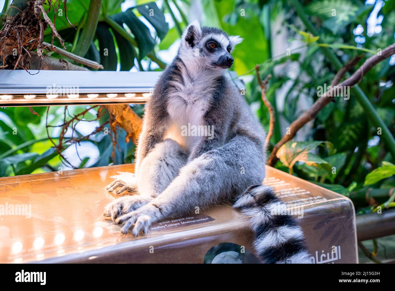 Curious ring-tailed lemur sitting on information board in zoo Stock Photo