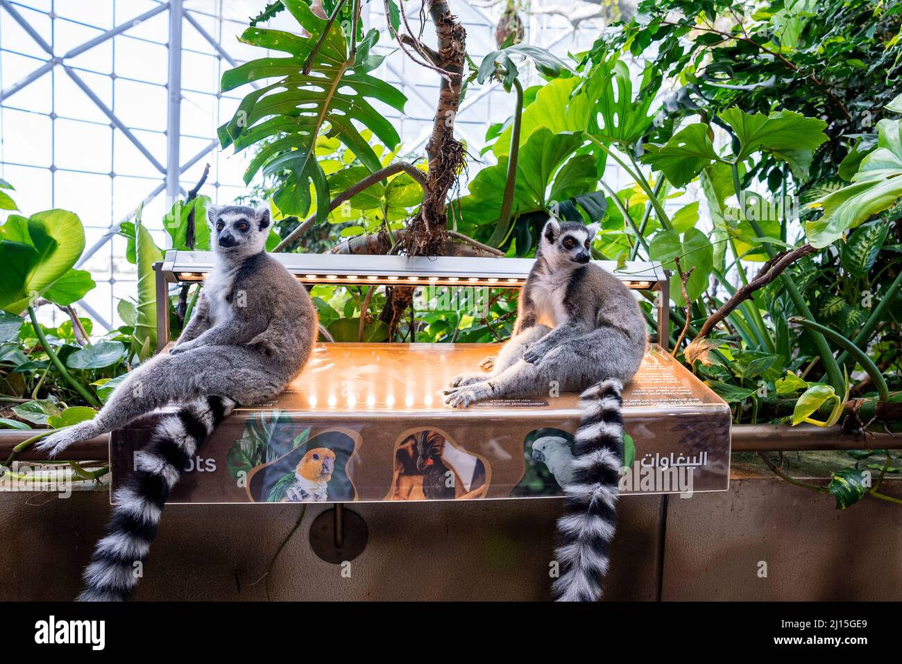 Curious ring-tailed lemurs sitting on information board in zoo Stock Photo