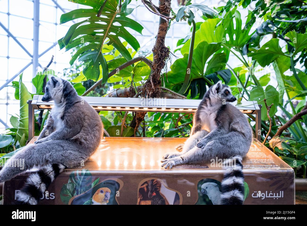 Curious ring-tailed lemurs sitting on information board in zoo Stock