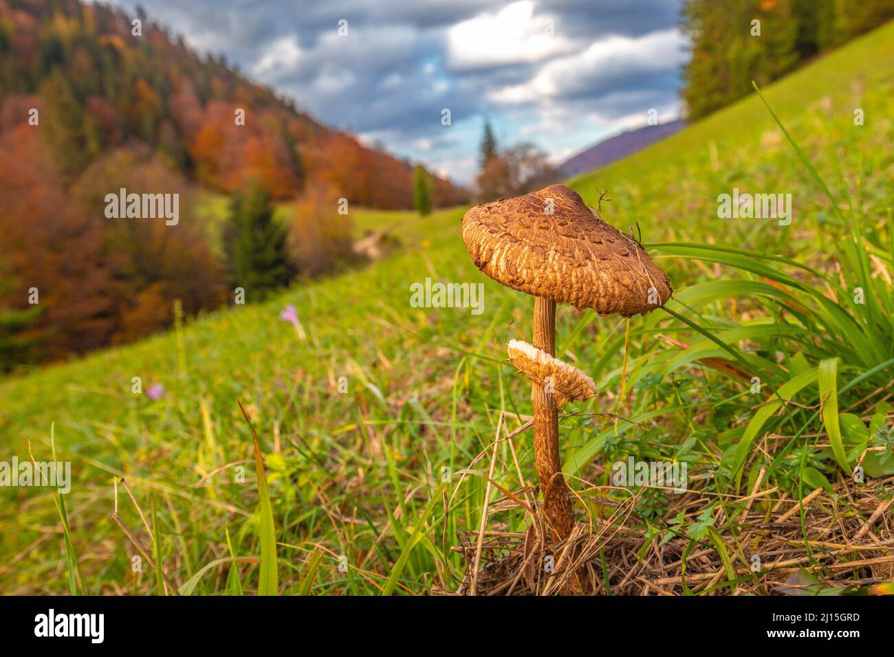 The parasol mushroom (Macrolepiota procera latin name) in front of mountain landscape in autumn. The Vratna valley in Mala Fatra national park, Slovak Stock Photo