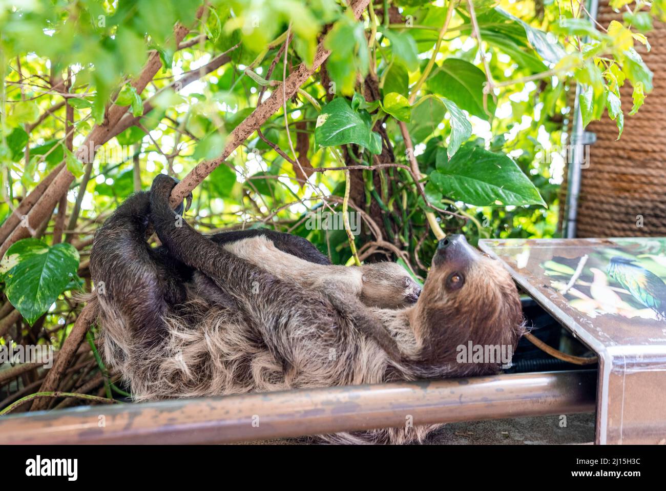 Brown fluffy sloth with young baby hanging on tree branch in zoo Stock