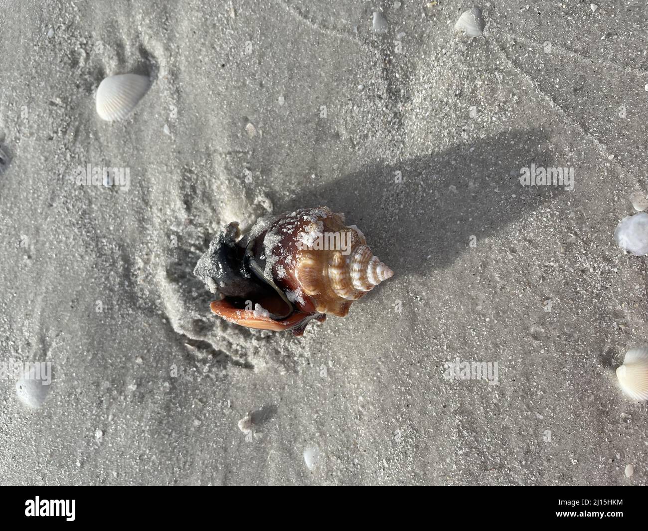Top view of a sandy conch shell North Captiva beach Stock Photo Alamy