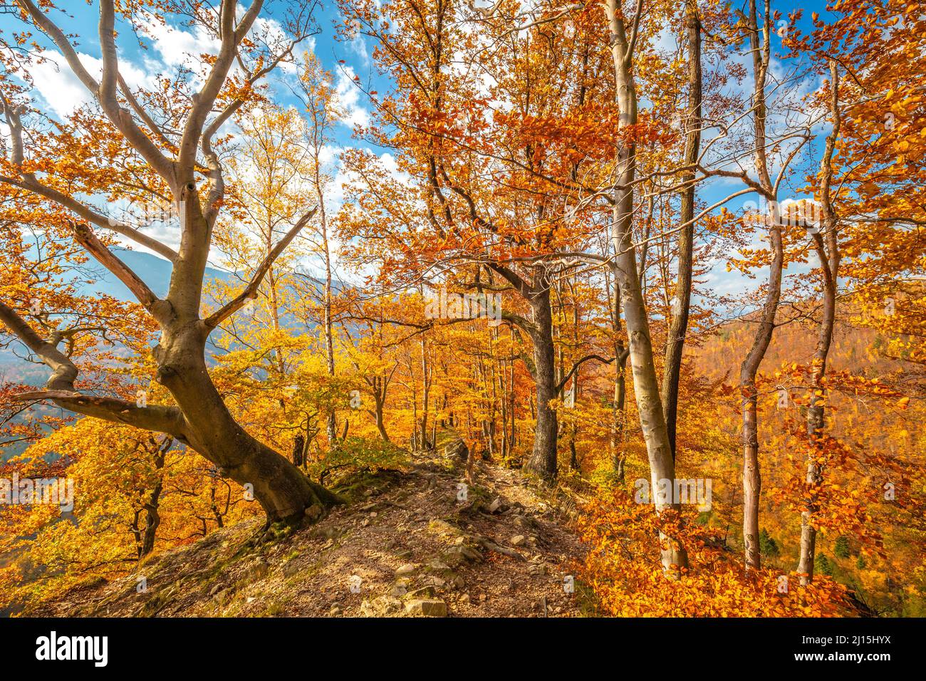 forest-of-trees-with-autumn-colors-hi-res-stock-photography-and-images