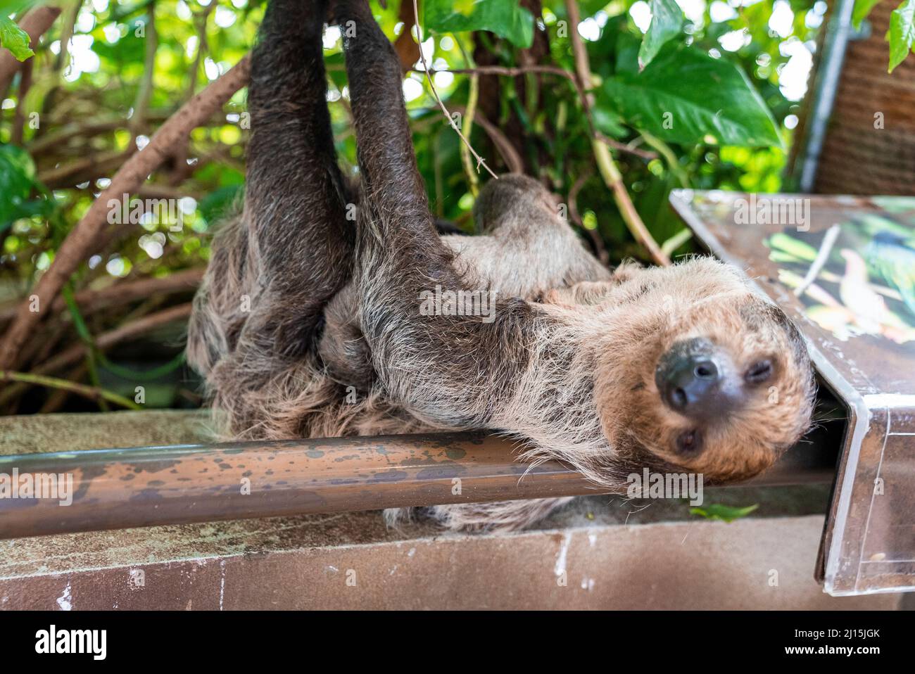 sloth sleeping in tree