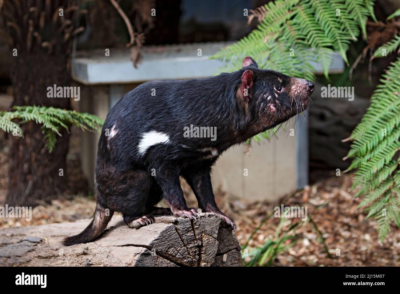 Mammals / A  Tasmanian Devil at the Ballarat Wildlife Park  in Ballarat Australia. Stock Photo