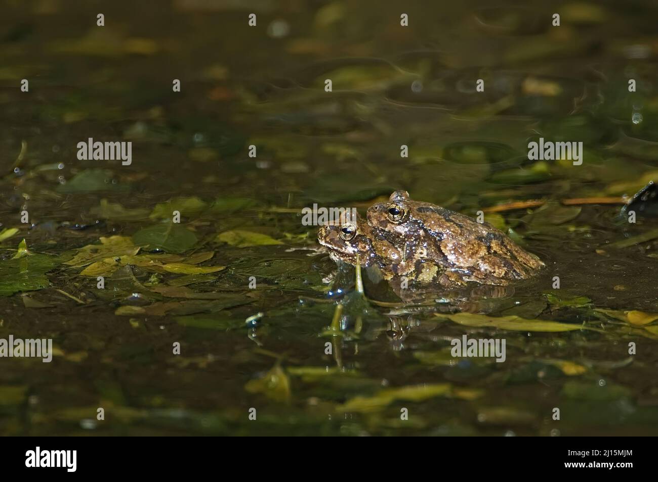 Mating northern gray treefrogs  (Hyla versicolor) Stock Photo