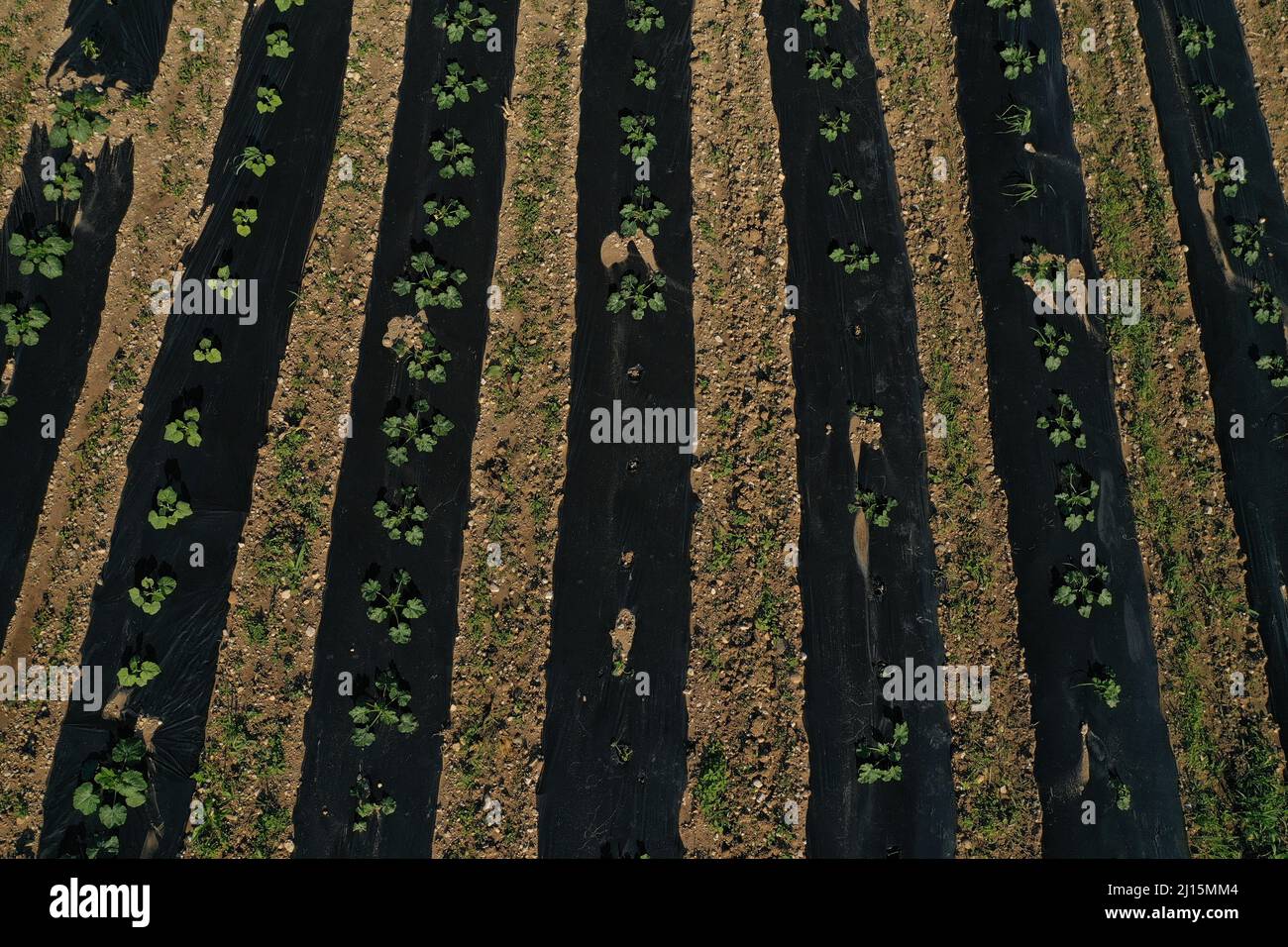 courgettes planter in lines and rows under plastic to prevent pests and grass growth Stock Photo