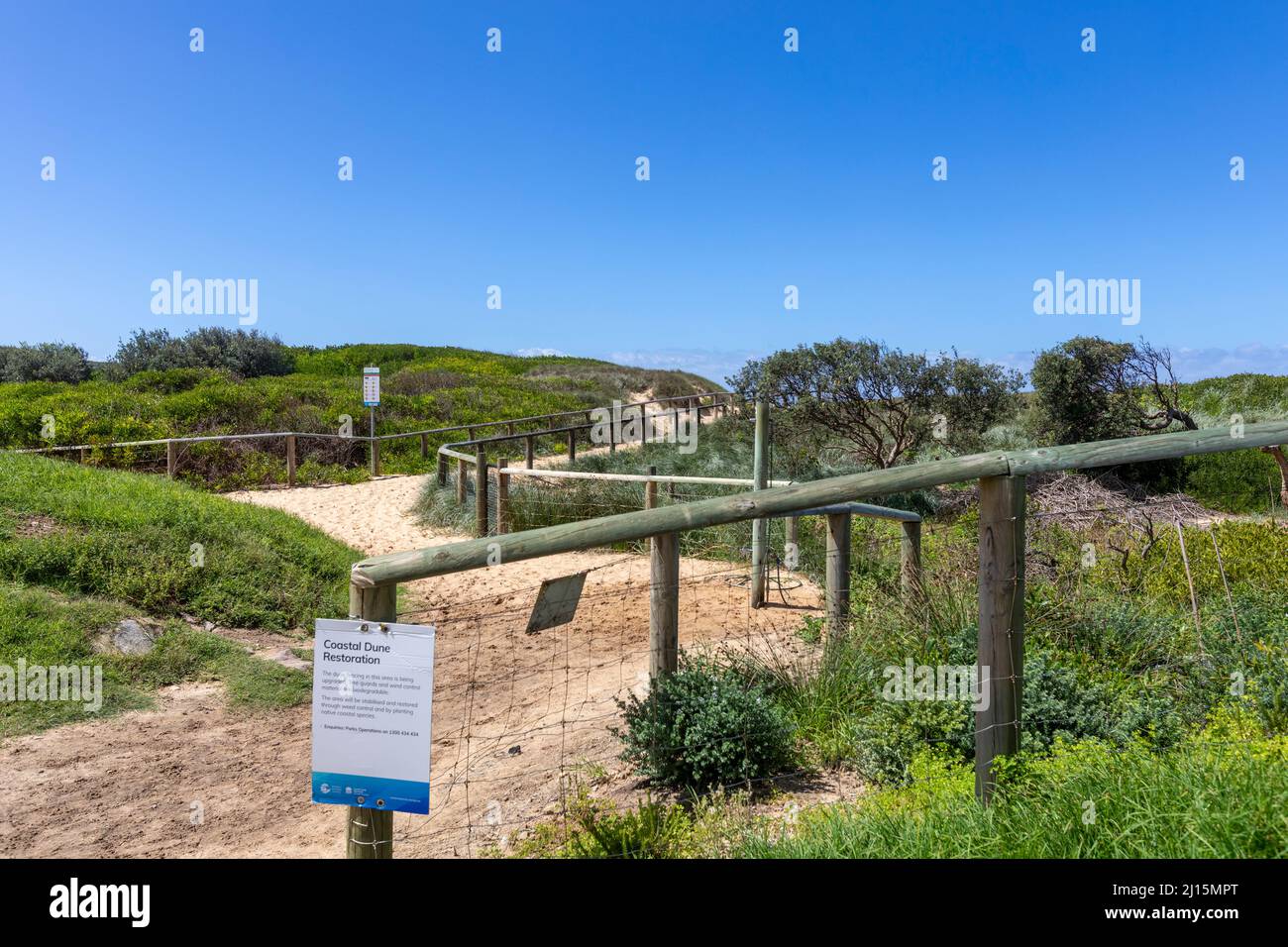Northern Beaches council undertaking coastal dune restoration amongst