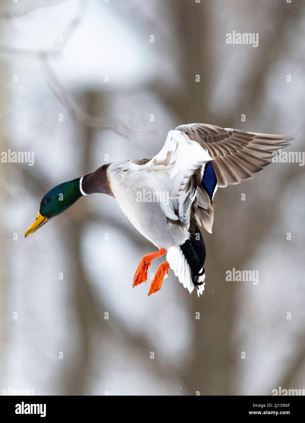A Drake Mallard coming into land on a cold winter afternoon Stock Photo - Alamy A Drake Mallard coming into land on a cold winter afternoon Stock Photo - Alamy
