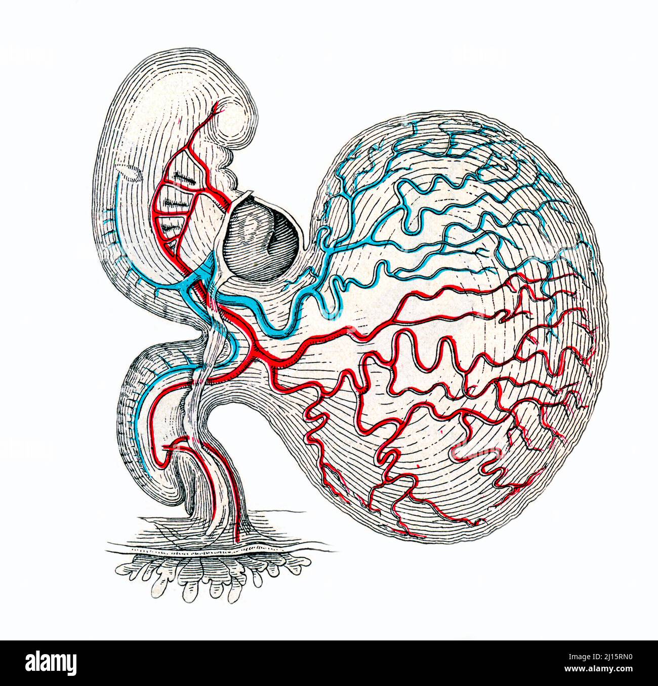 Human Yolk Sac