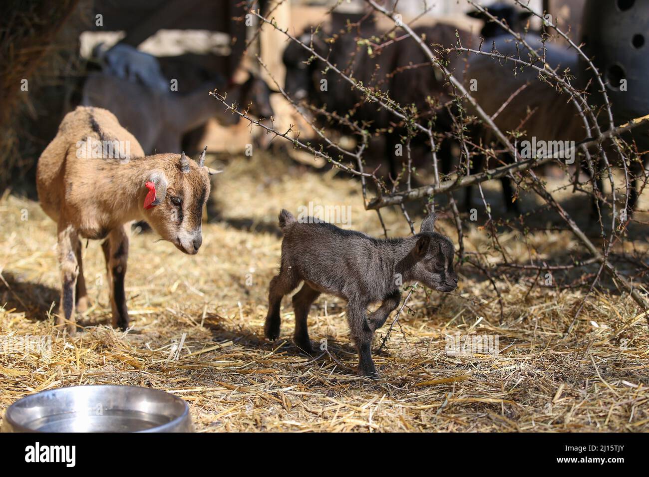 (220323) -- ZAGREB, March 23, 2022 (Xinhua) -- A baby dwarf goat (R) is pictured in the Zagreb Zoo, in Zagreb, Croatia, on March 22, 2022. The baby dwarf goat, called Elena, was born four days ago in the zoo. (Matija Habljak/PIXSELL via Xinhua) Stock Photo