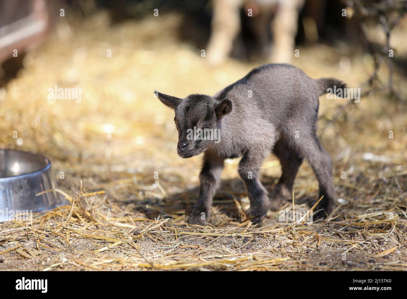 (220323) -- ZAGREB, March 23, 2022 (Xinhua) -- A baby dwarf goat is pictured in the Zagreb Zoo, in Zagreb, Croatia, on March 22, 2022. The baby dwarf goat, called Elena, was born four days ago in the zoo. (Matija Habljak/PIXSELL via Xinhua) Stock Photo