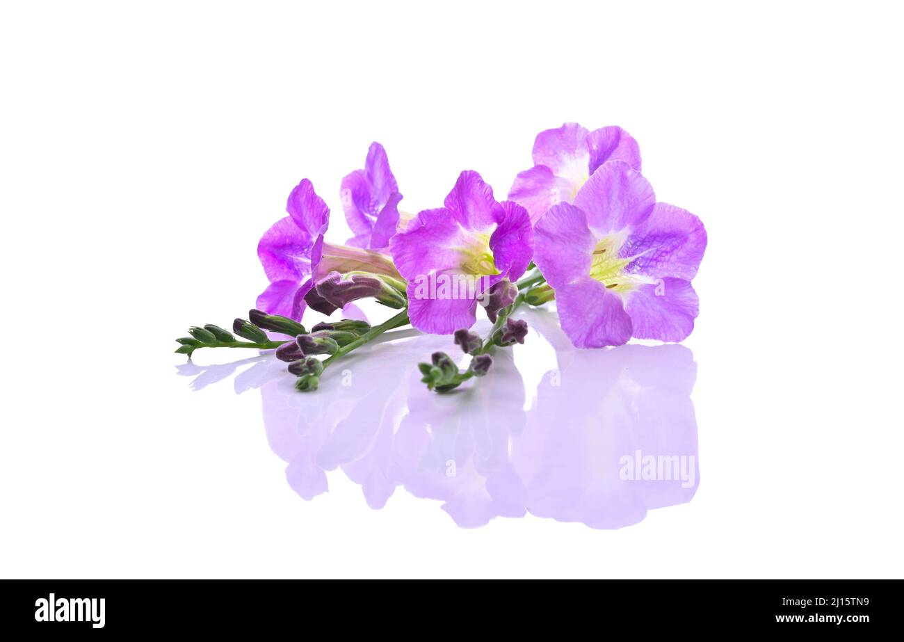 purple asystasia gangetica flower on white background Stock Photo