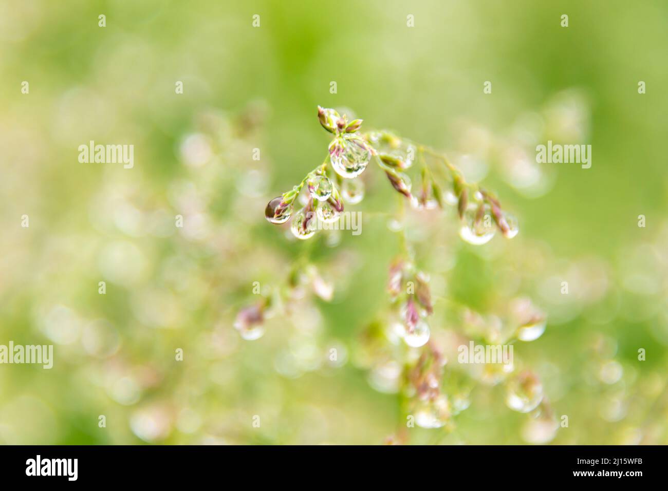 large drops of abundant dew or rain on the seed panicles of bluegrass meadow, selective focus Stock Photo